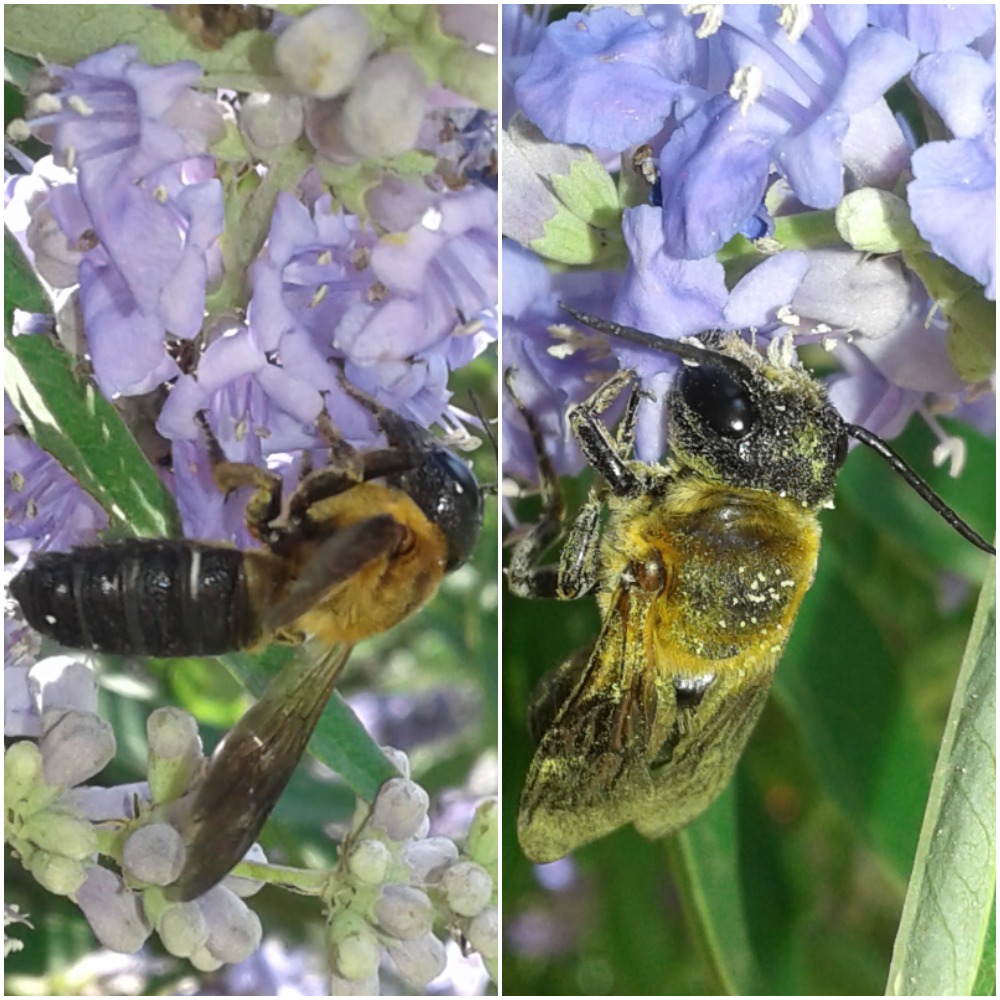 Megachile sculpturalis (Apidae Megachilinae)?